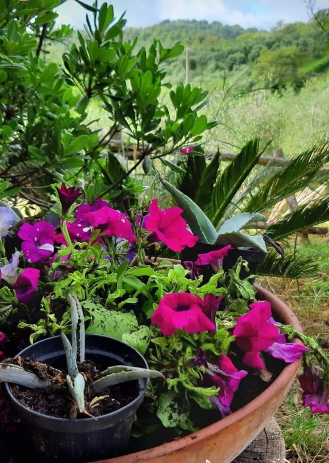 Appartamento Casa In Maremma Montemerano Esterno foto