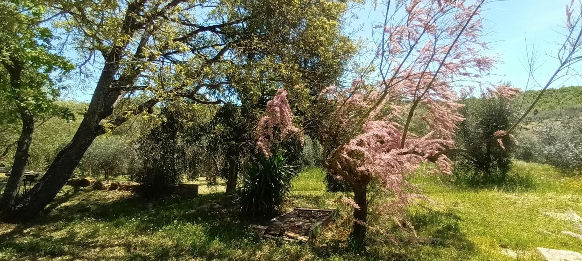 Appartamento Casa In Maremma Montemerano Esterno foto